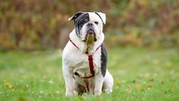 Ein Hund mit weiß-schwarzem Fell sitzt auf einer Wiese 