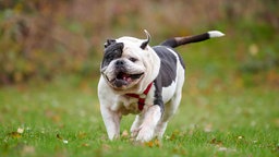 Ein Hund mit weiß-schwarzem Fell und einem roten Geschirr auf einer Wiese 