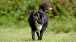 Schwarzer Hund mit weißer Brust läuft über eine Wiese