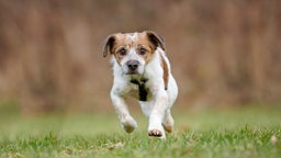 Weiß-brauner Hund mit dunklem Geschirr läuft über eine Wiese