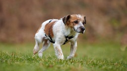 Weiß-brauner Hund mit dunklem Geschirr läuft über eine Wiese