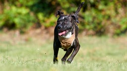 Ein schwarzer Hund mit einem braunen Halsband läuft hechelnd über eine Wiese