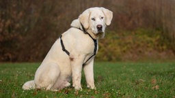 Ein großer Hund mit weißem Fell sitzt auf einer Wiese 