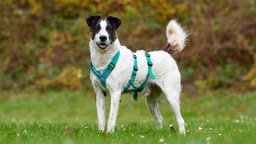 Ein Hund mit tricolorfarbigem Fell steht auf einer Wiese 