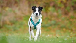 Ein Hund mit tricolorfarbigem Fell auf einer Wiese 