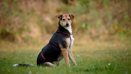 Hund mit dreifarbigem Fell sitzt seitlich auf einer Wiese und schaut in Richtung Kamera 