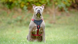 Ein Hund mit blueline-farbigem Fell sitzt auf einer Wiese 