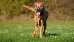 Ein Hund mit braunem Fell und weißem Abzeichen läuft hechelnd über eine Wiese 