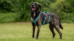 Hund mit schwarzem Fell steht seitlich auf einer Wiese und trägt ein hellblaues Geschirr 