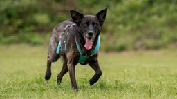 Hund mit schwarzem Fell läuft hechelnd über eine Wiese 