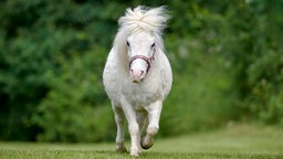 Weißes Pony mit langer Mähne läuft über eine Wiese