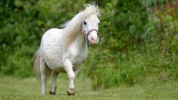 Ein weißes Pony mit langer Mähne läuft über eine Wiese