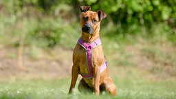 Großer brauner Hund mit pinkem Geschirr sitzt auf einer Wiese