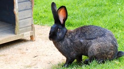 Ein schwarzer Hase sitzt im Gras