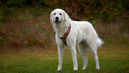 Großer weißer Hund mit einem orangenen Geschirr steht auf einer Wiese