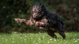 Ein Hund mit wuscheligem schwarzem Fell springt auf einer Wiese 