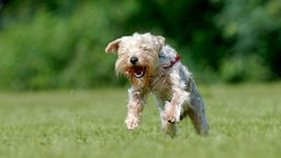 Hellblonder Hund mit lockigem Fell und rotem Geschirr läuft über eine Wiese