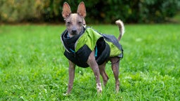 Ein grauer nackter Hund mit einem grünen Mantel steht auf einer Wiese