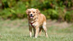 Ein goldener Hund steht auf einer Wiese