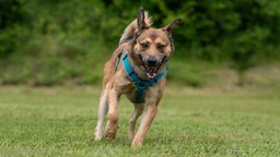 Hund mit braun-weißem Fell läuft hechelnd über eine Wiese 