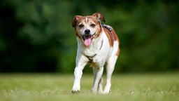 Hund mit braun-weißem Fell läuft hechelnd über eine Wiese 