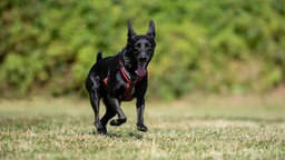 Ein Hund mit schwarzem Fell läuft hechelnd über eine Wiese 