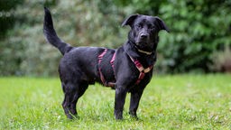 Ein schwarzer Hund mit lila Geschirr steht auf einer Wiese 