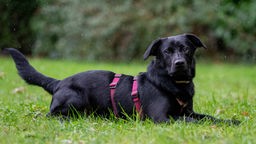 Ein schwarzer Hund mit lila Geschirr sitzt auf einer Wiese
