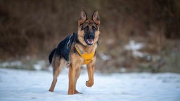 Ein Hund mit schwarz-braunem Fell steht auf einer mit Schnee bedeckten Wiese 