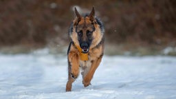 Ein Hund mit schwarz-braunem Fell läuft über eine mit Schnee bedeckte Wiese