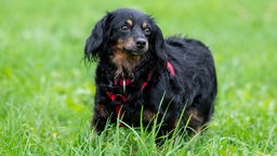 Ein kleiner schwarz-brauner Hund mit längerem Fell läuft über eine Wiese