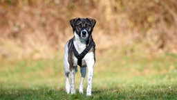 Ein braun gestromter Hund mit weiß steht auf einer Wiese