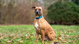 Ein Hund mit braun-weißem Fell sitzt auf einer Wiese 