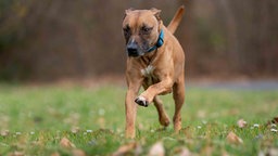 Ein Hund mit braun-weißem Fell auf einer Wiese 