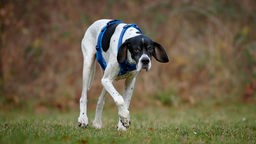 Ein schwarz-weißer Hund mit einem blauen Geschirr rennt über eine Wiese