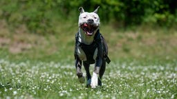 Hund mit grau-weißem Fell läuft hechelnd über eine Wiese 