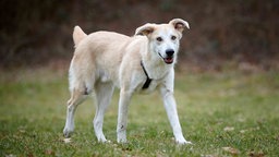 Hund mit weiß-beigem Fell läuft hechelnd über eine Wiese 