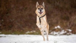 Ein großer Hund mit tricolorfarbenem Fell auf einer mit Schnee bedeckten Wiese 