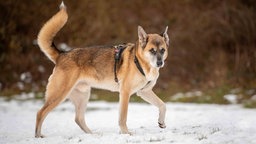 Ein großer Hund mit tricolorfarbenem Fell auf einer mit Schnee bedeckten Wiese 