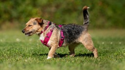 Braun-schwarzer Hund mit einem pinken Geschirr läuft seitlich über eine Wiese