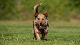 Braun-schwarzer Hund läuft über eine Wiese