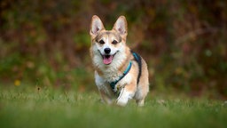 Mittelgroßer Hund mit dreifarbigem Fell steht auf einer Wiese und schaut in Richtung Kamera 