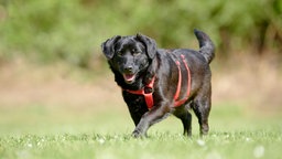 Kleiner schwarzer Hund mit rotem Geschirr läuft über eine Wiese