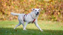 Ein Hund mit weißem Fell und rotem Geschirr läuft über eine Wiese 