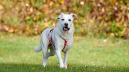 Ein Hund mit weißem Fell und rotem Geschirr steht auf einer Wiese 