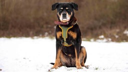 Ein Hund mit schwarz-braunem Fell auf einer mit Schnee bedeckten Wiese 