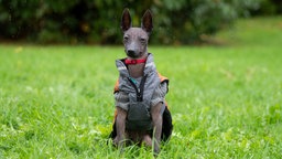 Ein grauer nackter Hund mit einem grauen Mantel sitzt auf einer Wiese