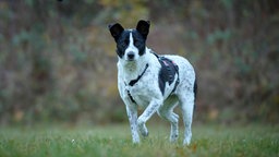 Hund mit weiß-schwarzem Fell steht auf einer Wiese und schaut in Richtung Kamera 