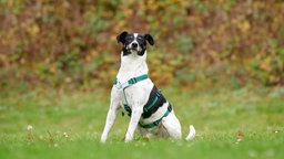 Ein Hund mit tricolorfarbigem Fell sitzt auf einer Wiese 