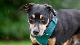 Ein schwarz-brauner Hund mit blauem Geschirr